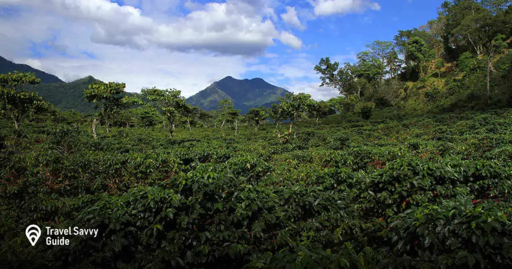 Guatemala Farm