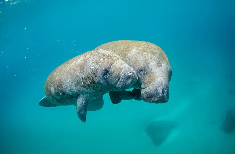 Mother manatee and calf swimming out of the inlet