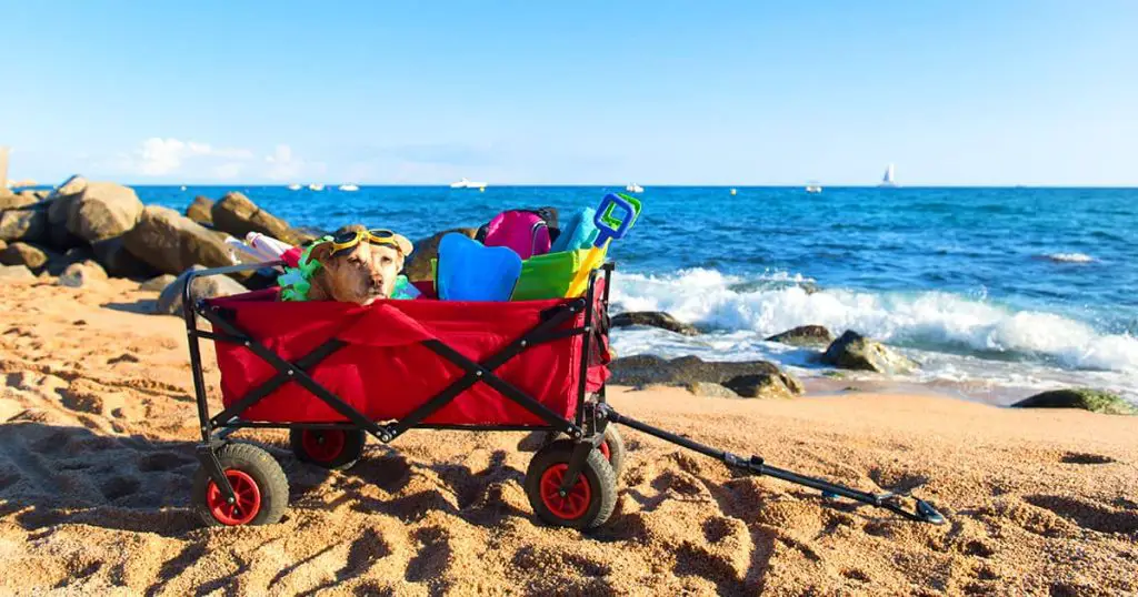 Dog in a beach cart at the beach