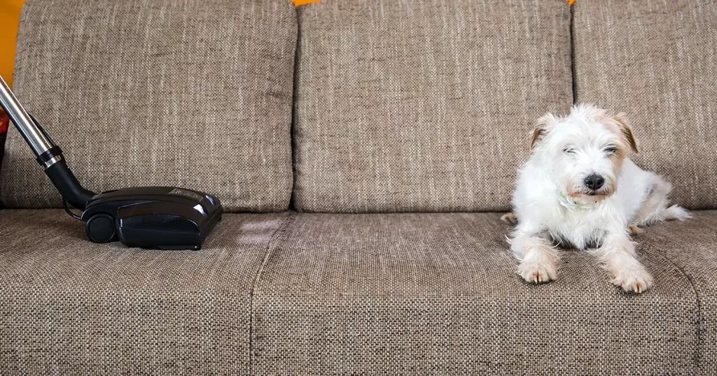 dog near a vacuum cleaner on a sofa
