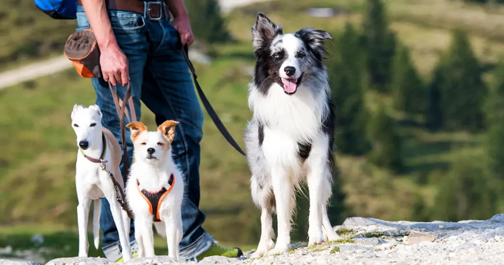 Hiking with dogs