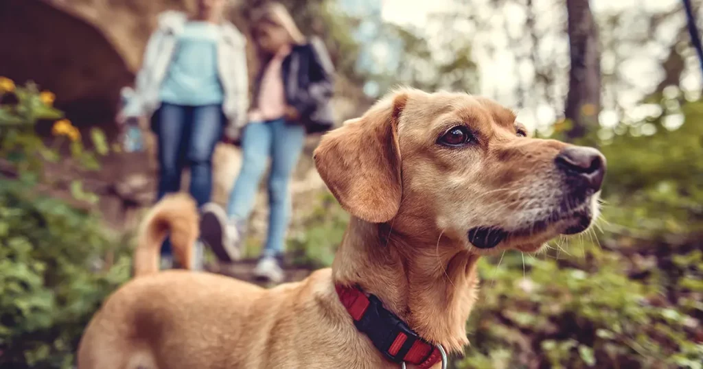 small-yellow-dog-on-forest-trail