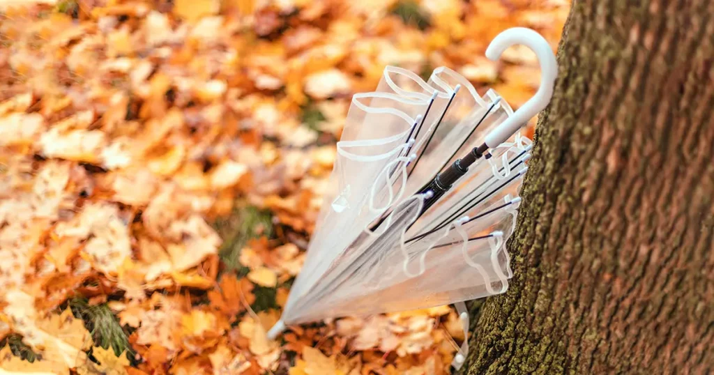 Transparent umbrella left near an autumn tree in a city park. Rainy weather concept.