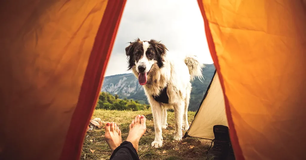 camping in mountains with a dog