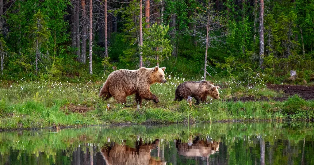 She-bear with a cub bear walks along the edge of a forest lake with a stunning reflection
