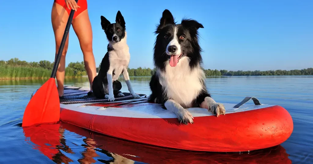 Border collie dogs having rest on the sup board
