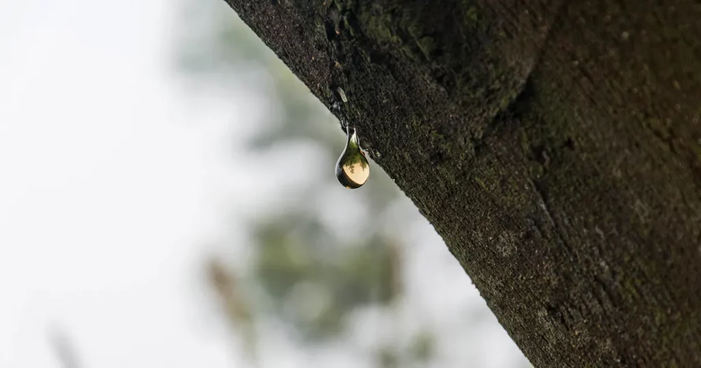 Sap dripping from tree