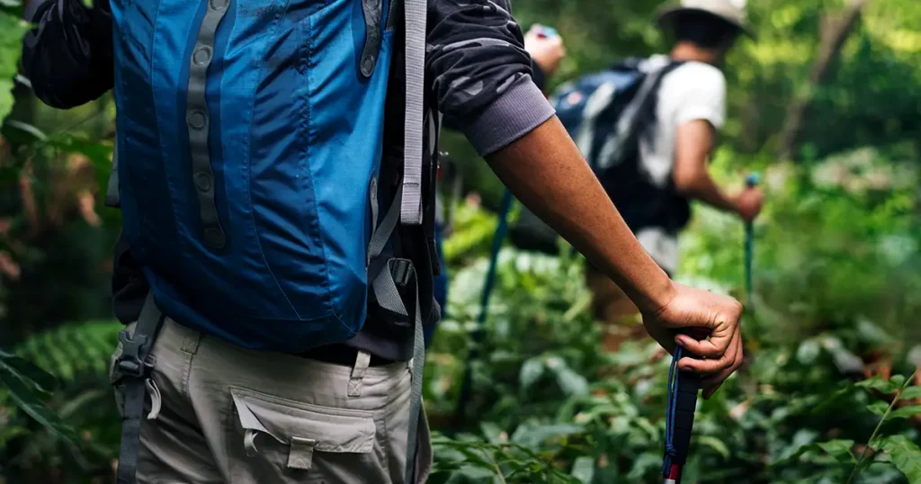 trekking-forest