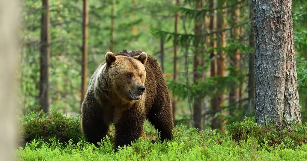 brown-bear-forest-background