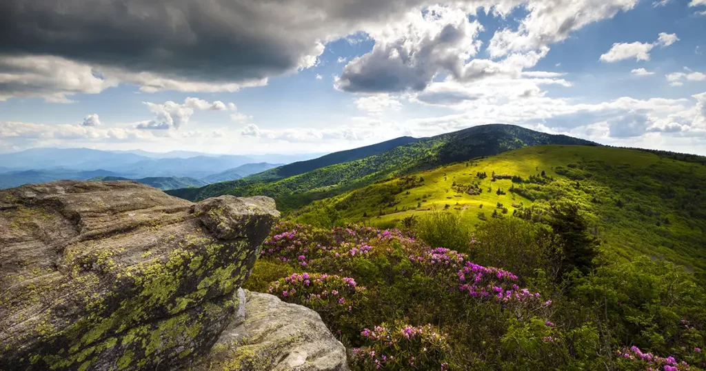 Roan Mountain Highlands landscape with rhododendron flowers