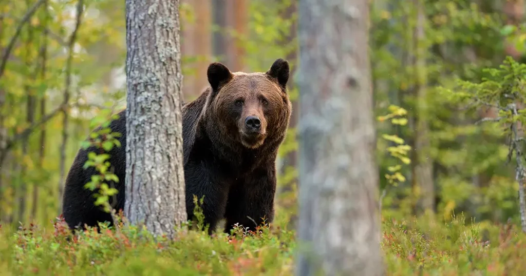 Brown bear in the forest